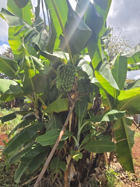 Bananaen 2026